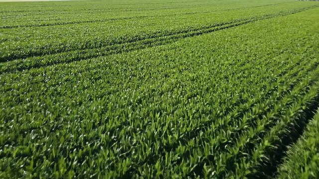 High aerial perspective drone shot directly above a vast uniform green crop field where the plants sway rhythmically creating hypnotic wave patterns patterns, sway, serene
