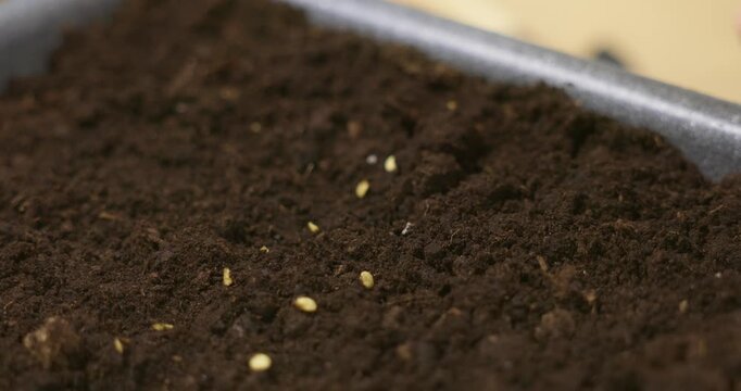 Close-up of Hand Planting Seeds in Soil for Gardening - Powered by Adobe