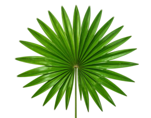  Round Palm Tree Leaf, Flat Top View, Isolated on Transparent Background.