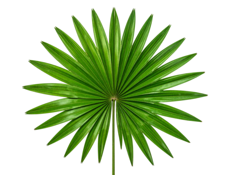 Round Palm Tree Leaf, Flat Top View, Isolated on Transparent Background. - Powered by Adobe