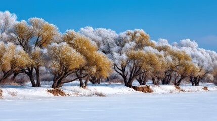 Fototapeta premium Winter rural wonderland landscape with golden sunlight, blue sky and beautiful snow-covered trees on a field