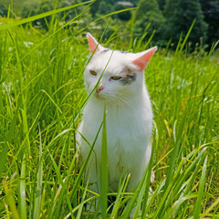 Wei&szlig;e Hauskatze in einer Nahaufnahme