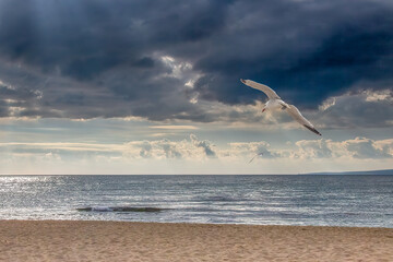 Seagull flying over dramatic ocean beach at sunset with dark storm clouds and breaking wave