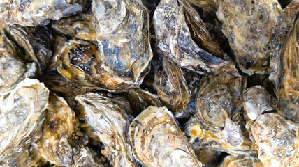 background close up of fresh oysters for sale in market 