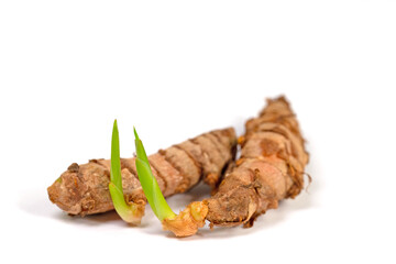 Kurkumaknollen mit Austrieb vor wei&szlig;em Hintergrund