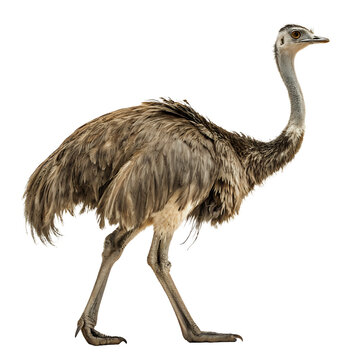 ostrich ,isolated on transparent png