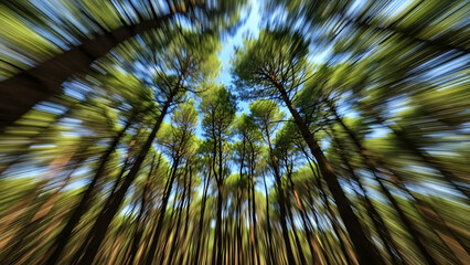 Low angle view of tall pine trees with intense radial motion blur effect and vibrant blue sky background