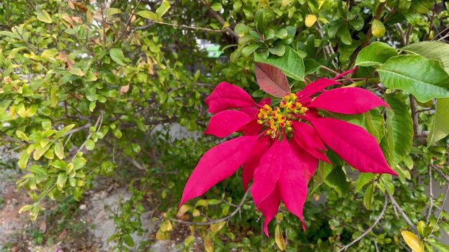 Vivid red poinsettia bracts contrasting with surrounding green foliage on a natural outdoor shrub, capturing seasonal color, organic detail, and a subtle sense of quiet transformation