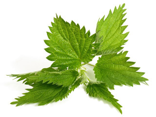 Fototapeta premium Food and Health - Stinging Nettle on white Background