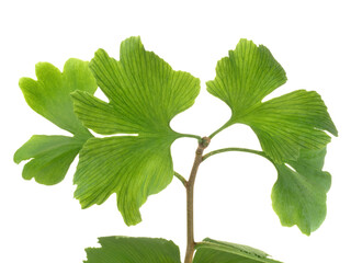 Food and Health - Ginkgo Biloba on white Background