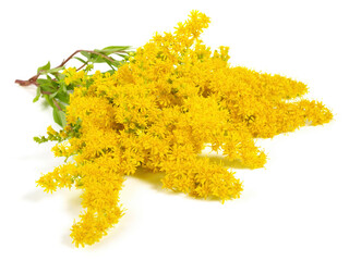 Food and Health - Fresh Goldern Rod on white Background