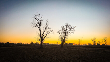 Dramatic Sunset Silhouettes of Leafless Trees