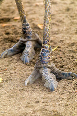 A detailed close-up shows an ostrich's scaly legs and three-toed feet firmly planted on sandy ground, highlighting the bird's distinctive texture and structure.