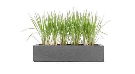 A rectangular gray planter filled with vibrant green chives growing tall isolated on transparent background