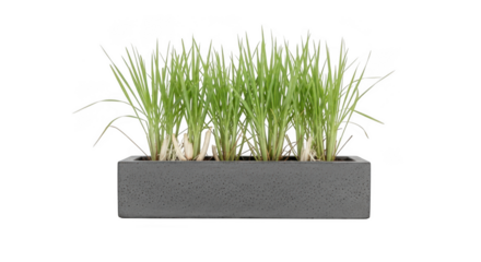 A rectangular gray planter filled with vibrant green chives growing tall isolated on transparent background