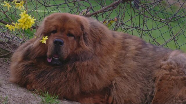 A red Tibetan Mastiff female lies beneath a fence beside a yellow blooming forsythia bush, resting calmly in the garden.