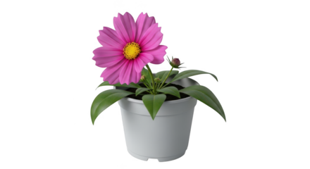 Single vibrant pink cosmos flower in a white pot isolated on transparent background