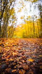 Jesień w parku © lech