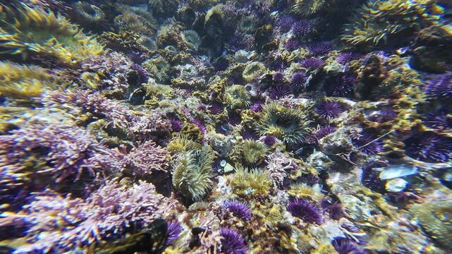 Purple Sea Urchin Overpopulated in California Coast Underwater Ocean