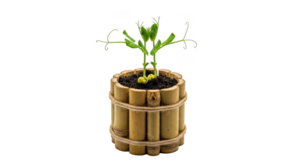 A small green seedling growing in a rustic bamboo planter isolated on transparent background