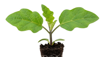 Young green eggplant seedling with visible roots in soil isolated on transparent background