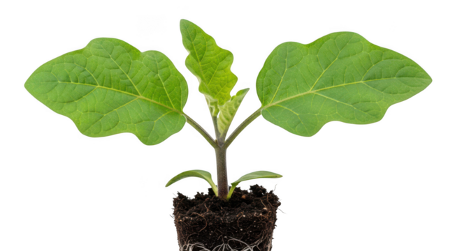 Young green eggplant seedling with visible roots in soil isolated on transparent background - Powered by Adobe