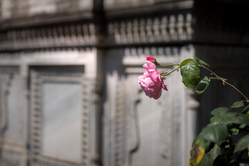 A single pink rose, blombing in the sun, growing in the middle of a city setting, with stone structures behind it.