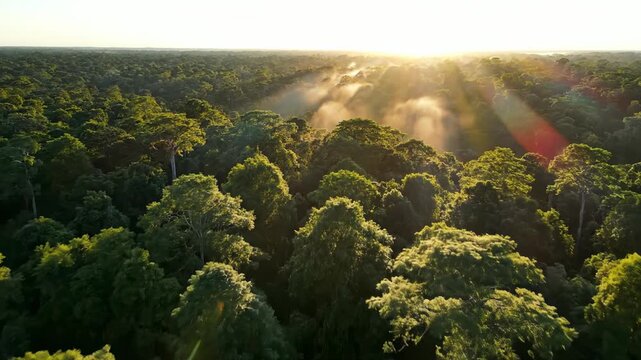 Majestic aerial drone shot slowly drifting above a dense green forest canopy during the calm morning hours Majestic, hours, dense