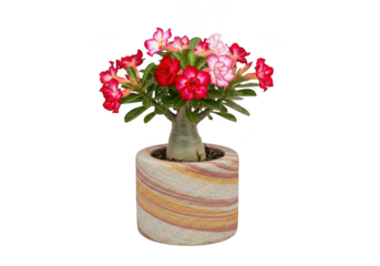 Beautiful desert rose plant with vibrant pink and red flowers in a striped pot isolated on transparent background