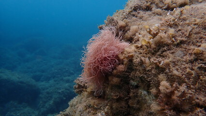 Red algae Amphiroa rigida undersea, Ligurian Sea, Italy, Imperia