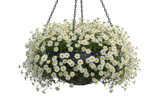 Abundant cascading white daisy flowers in a hanging basket isolated on transparent background - Powered by Adobe