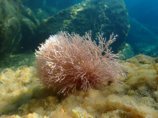 Red algae Amphiroa rigida undersea, Ligurian Sea, Italy, Imperia