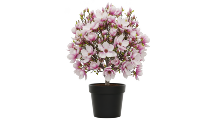 Beautifully bloomed pink and white flowers in a black pot isolated on transparent background