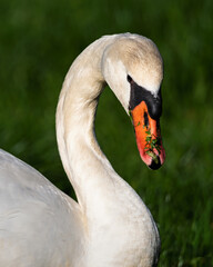 Close up of a young Mute Swan feeding n a grass field in the Dordogne region of France