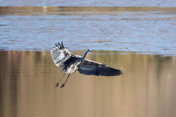 A Grey Heron in flight low over  a lake in the Dordogne region of France