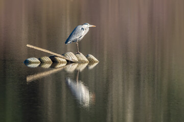 A Grey Heron surveys the scenery from some old tyres in in a lake in the Dordogne region of France