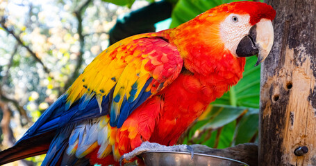 Close up view of a scarlet macaw perched near a feeding bowl in a natural setting outdoors