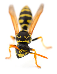 Yellow and Black Wasp Insect Isolated on White