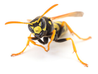 Aggressive Yellowjacket Wasp Isolated on White