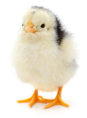 Obraz premium Fluffy Black and White Chick Isolated on White