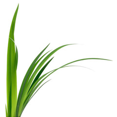 Fresh Green Grass Blades Isolated on White