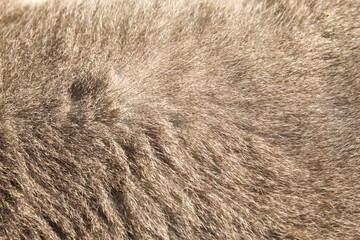 Close up of the texture on a gray cat fur