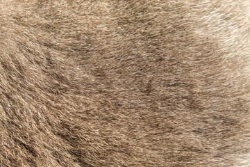 Close up of the texture on a gray cat fur