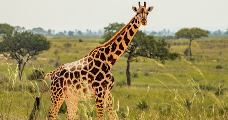 A giraffe standing tall in a grassy field with scattered trees under a bright sky landscape view