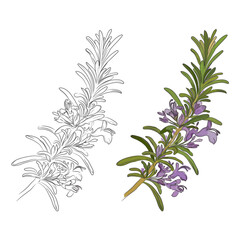 Rosemary Herb Branch – Vector Floral Illustration with Line Art