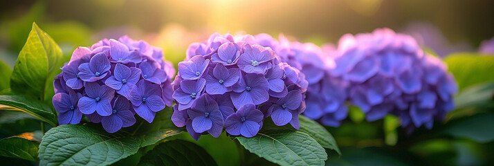 Close view of purple hydrangea flowers in nature garden Generative AI