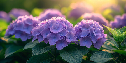 Close-up view of purple hydrangea flowers in a garden Generative AI