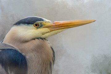 Grey Heron close up profile portrait on pale background with orange beak