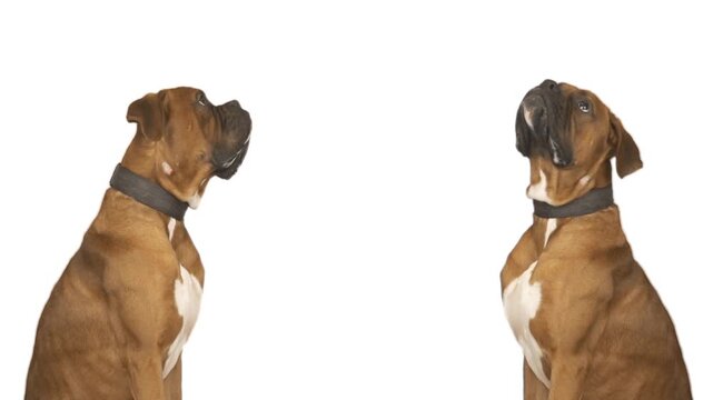 dog boxer on a white background