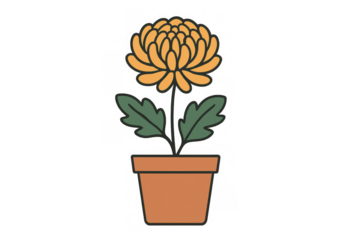 Chrysanthemum flowerpot drawing as a potted plant illustration, yellow bloom with green leaves on transparent background
